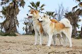 AKITA INU 119